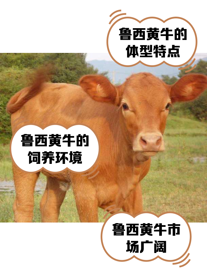 公主岭最新医保取现黄牛方法分析(最方便真实的公主岭医保取现黄牛怎么取方法)